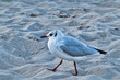 © Enrico Obergefäll - Möve am Meer , Ostsee , Erholung , Urlaub , Ferien , Strand , Blauer Himmel , Sand , Entspannung , Relaxen , Genießen , Reisen , Tourismus