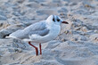 © Enrico Obergefäll - Möve am Meer , Ostsee , Erholung , Urlaub , Ferien , Strand , Blauer Himmel , Sand , Entspannung , Relaxen , Genießen , Reisen , Tourismus