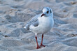 © Enrico Obergefäll - Möve am Meer , Ostsee , Erholung , Urlaub , Ferien , Strand , Blauer Himmel , Sand , Entspannung , Relaxen , Genießen , Reisen , Tourismus