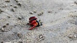 Red Crab on Sandy Beach near Hole