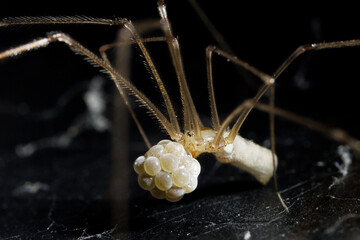 spider with eggsack