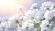 © Prapatan - A field of delicate, white flowers bathed in soft sunlight, showcasing a serene and peaceful spring scene.