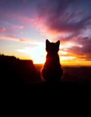 Naklejka na meble Silhouette Kitten Watching Vibrant Sunset with Dramatic Sky