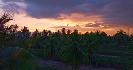 Wall Mural - From a high aerial view, a vast coconut forest stretches endlessly toward the ocean. Above the golden coastline, mountains rise proudly, glowing under the radiant colors of the tropical sunset.