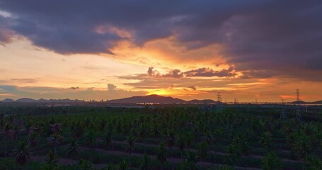 Wall Mural - The sky is ablaze with orange and gold, casting shimmering tones across the seaside hills. Thousands of palms beneath sway softly, glowing under the fading light of evening tranquility.