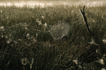 morning spider web on the grass