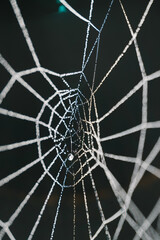 spider web on a dark background