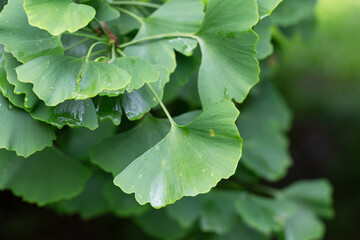 Wall Mural - Ginkgo tree (Ginkgo biloba) or ginkgo with bright green new leaves on background of blurry foliage. Selective focus. Close-up. Landscaped garden. Nature concept for desig