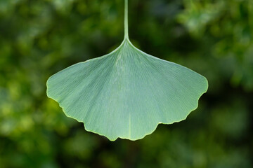Wall Mural - Ginkgo tree (Ginkgo biloba) or ginkgo with bright green new leaves on background of blurry foliage. Selective focus. Close-up. Landscaped garden. Nature concept for desig