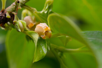 Wall Mural - Close up of blooming persimmon buds , background