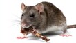 © ittipol - A close-up image of a curious brown rat holding a twig with its tiny paws, showcasing its whiskers and expressive eyes. The rat is positioned against a clean white background.