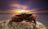 A crab on a rock at sunset in the Pacific Ocean