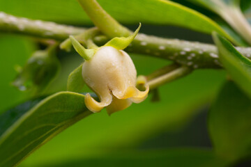 Wall Mural - Close up of blooming persimmon buds , background