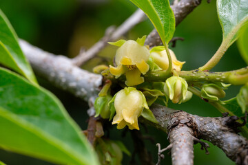 Wall Mural - Close up of blooming persimmon buds , background