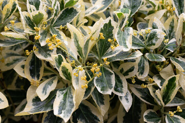Wall Mural - Euonymus japonicus. Euonymus japonicus bush with bright yellow leaves. Background with green leaves close-up.