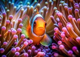 A clownfish is hiding in a colorful sea anemone with its face peeking out from the wavy tentacles