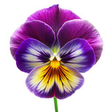 Vibrant purple and yellow pansy flower with intricate dark veins on transparent background . black background white