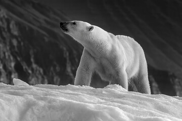Wall Mural - polar bear, ursus maritimus, and the rice and mountains of vikinge bay, scoresby sund, greenland. si