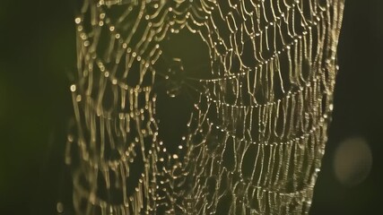Dew-kissed spiderweb intricate design