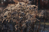 Nawłoć pospolita (Solidago virgaurea) pokryta szronem wczesnym rankiem na leśnej polanie.