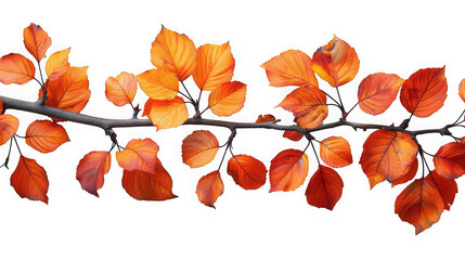 Autumn branch with vibrant orange and red leaves isolated on transparent background