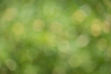 Wall Mural - Blurred nature background. Defocused lights green and yellow.