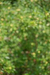 Wall Mural - Abstract natural defocus light background. Blurred tree as background.