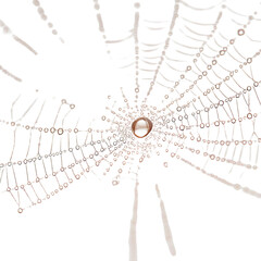 Stock photo of Spider web dewdrops white isolated background. Clean background and simple style with natural light and clear detail for web and print. Simple photo for stock use with clear focus and s