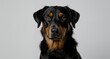 © Falih - Close-up portrait of a black and tan dog, pet animal photography, canine headshot