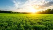 © TheShotSpot - Peaceful summer landscape of an open grassy plain with rich emerald tones under a brilliant sunlit sky at dawn