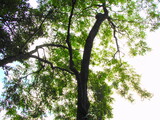 A tall leafy tree spreads its canopy against a pale sky, softened in film grain with vintage retro tones.
