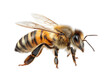 © Pemika - Honey bee insect yellow black wing isolated macro detailed nature animal