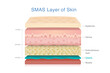 © logo3in1 - Anatomy of SMAS skin layer between fat and muscle. Cross section of human skin for dermatology, cosmetic surgery and face lifting illustration.