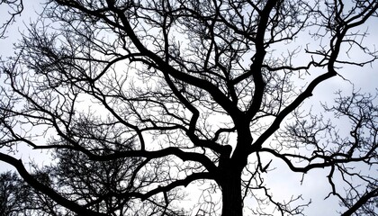 Silhouette of Bare Tree Branches Against Sky in Winter Abstract Monochrome Pattern