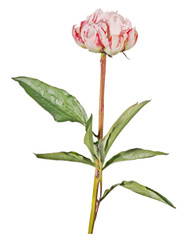 Wall Mural - dark and light red peony flower with green leaves