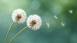 © 69 - Two delicate dandelion seed heads in soft focus against a blurred green background with seeds drifting away in the gentle breeze of nature's beauty.