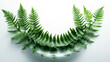 © Obaidul - Green fern leaves arranged in a semicircle isolated on white background