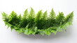 © Obaidul - Green fern leaves arranged in a semicircle isolated on white background