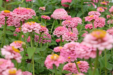 Wall Mural - Pink Zinnia elegans, or common zinnia ‘Oklahoma Pink’ in flower.