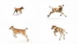 © sama - Four images of a dog running and jumping background motion creative frame colorful backgrounds style depth gesture figure elements design movement layers composition illustration expression