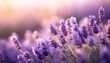 © Santos - Delicate Lavender Blossoms In Soft Light