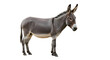 © Toqeer - Gray donkey or ass standing profile isolated PNG with Transparent Background