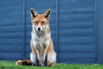 Wall Mural - Portrait of a cute red fox sitting calmly on green grass in a garden