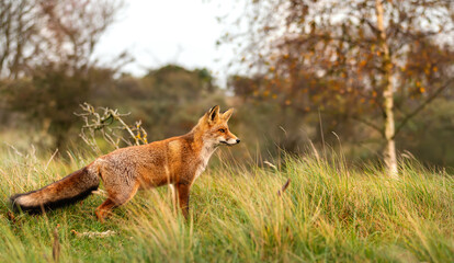 Wall Mural - Red fox standing alert on green grass in a meadow