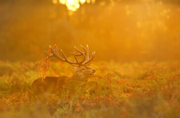 Wall Mural - Majestic red deer stag with bracken on antlers at sunrise during the rut in autumn