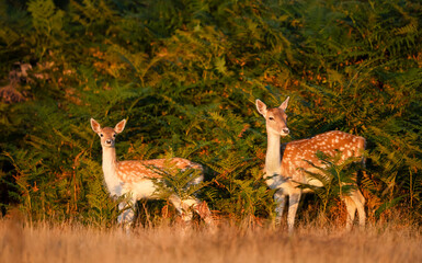 Wall Mural - Close-up of two young fallow deer standing in a meadow