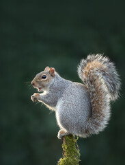 Wall Mural - Grey squirrel eating nut on a tree branch