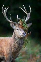 Wall Mural - Portrait of a majestic red deer stag with bracken on antlers during the rut in autumn