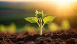 Close Up Of A Tender Green Sunflower Sprout Emerging From Moist Soil Under Soft Morning Light With Tiny Leaf Buds Shallow Depth Of Field Spring Growth Hope And Vitality