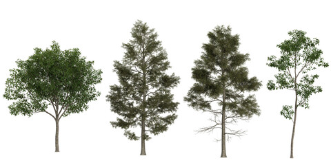 Collection of cunninghamia plants on transparent background